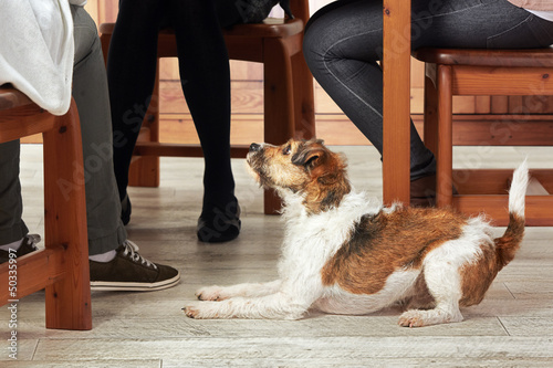Photo: Parson Jack Russell Terrier at home Parson Jack Russell Terrier at home