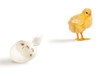 Escaped chick and eggshell with scores