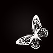 Papillon blanc printemps 2