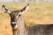 Female Kobus defassa - Tsavo, Kenya