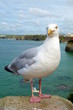 Seagull bird close up in Newquay, Cornwall UK.