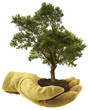 concept protection des arbres, reboisement