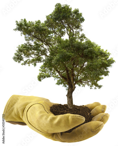 Photo: concept protection des arbres, reboisement concept protection des arbres, reboisement