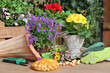 Pflanzen im Frühling, Saatgut