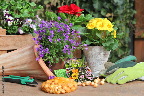 Photo: Pflanzen im Frühling, Saatgut Pflanzen im Frühling, Saatgut