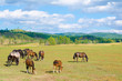 Foto: grazing horses grazing horses
