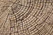 Holz