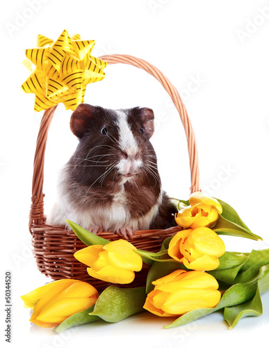 Photo: Guinea pig in a basket with a bow and flowers. Guinea pig in a basket with a bow and flowers.