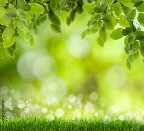 Photo: spring background spring background