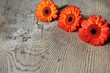 canvas print picture - gerbera auf holz