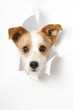 Hund durchbricht Papier - Dog breaks through paper