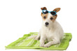 Hund mit Sonnenbrille - Dog with sunglasses