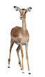 impala