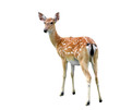 sika deer