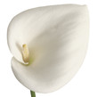 Calla
