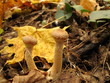 Foto: Stump mushrooms (Armillaria mellea) the autumn forest Stump mushrooms (Armillaria mellea) the autumn forest