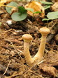 Foto: Stump mushrooms (Armillaria mellea) the autumn forest Stump mushrooms (Armillaria mellea) the autumn forest