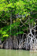 mangrove trees