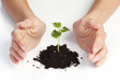 plant cover