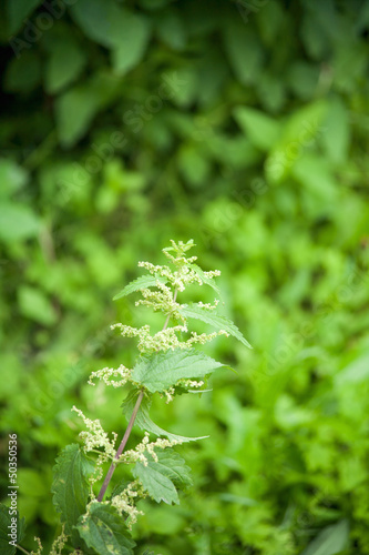 Photo: green nettle flowering green nettle flowering