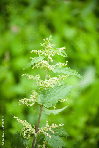 Photo: green nettle flowering green nettle flowering