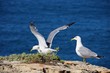 canvas print picture - Moewe - gull 19