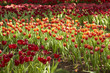 Foto: Red Tulip field. Red Tulip field.