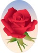 rosa su fondo ovale