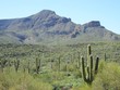 cactus southwestern usa landscape