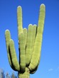 solo cactus