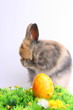 Osterhase