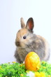 Osterhase