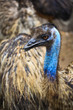 Emu bird in the zoo