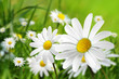Blumen 193