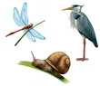Grey Heron, dragon fly, and snail