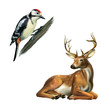 Woodpecker and Deer