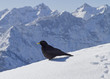 Bergdohle im Winter
