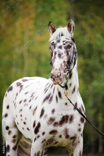 Photo: Appaloosa horse portrait Appaloosa horse portrait