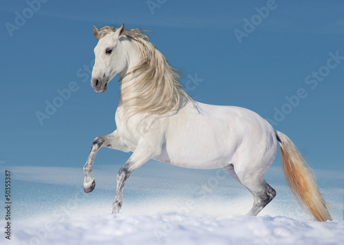 Photo: White andalusian stallion in paddock White andalusian stallion in paddock