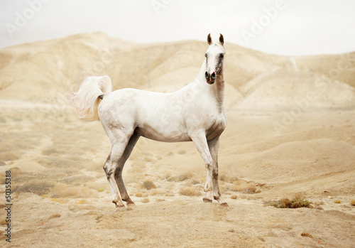 Photo: Purebred white arabian horse in desert Purebred white arabian horse in desert