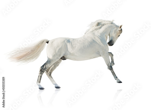 Photo: grey akhal-teke horse isolated grey akhal-teke horse isolated