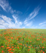 Poppy field.
