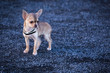 Chihuahua im Park auf einem Schotterweg