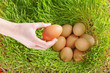 Chicken eggs between green wheat