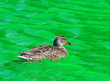 Female Mallard Duck swimming in Green Dyed Canal Water