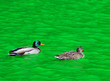 Mallard Duck Couple swimming in Green Dyed Canal Water