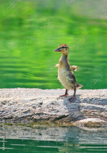 Photo: Young Mallard Duckling standing on the rock Young Mallard Duckling standing on the rock