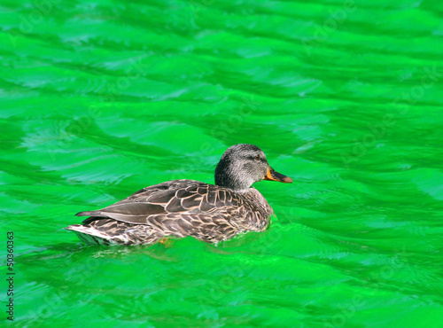Photo: Female Mallard Duck swimming in Green Dyed Canal Water Female Mallard Duck swimming in Green Dyed Canal Water