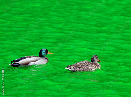 Photo: Mallard Duck Couple swimming in Green Dyed Canal Water Mallard Duck Couple swimming in Green Dyed Canal Water