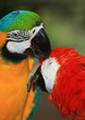 a  pair of macaw